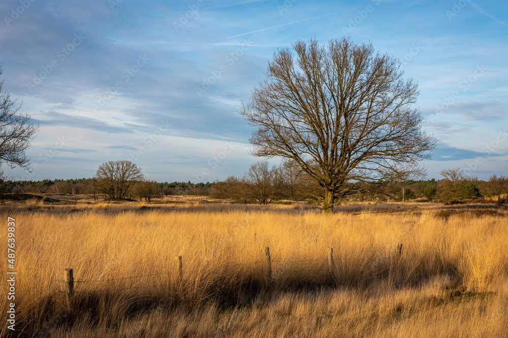 Beautiful landscape of dutch national park Loonse en Drunense duinen with golden coloured grass, wooden fence and an old tree Beautiful landscape of dutch national park Loonse en Drunense duinen with golden coloured grass, wooden fence and an old tree
