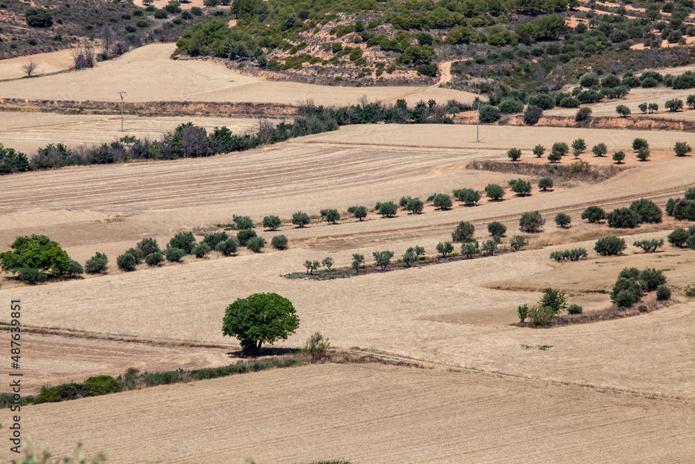 Agricultural fields on a hilly area after the harvest. Rare trees. High vantage point. Agricultural fields on a hilly area after the harvest. Rare trees. High vantage point.