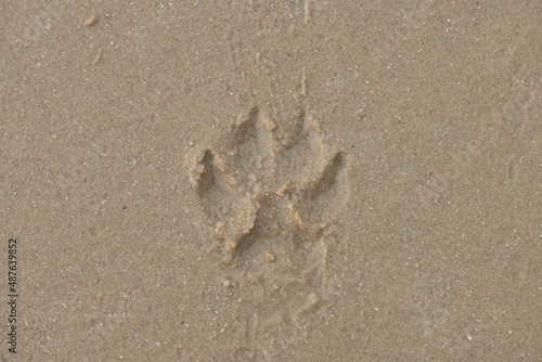 A print of a dog   s paw in the yellow sand beach. Seen up close.