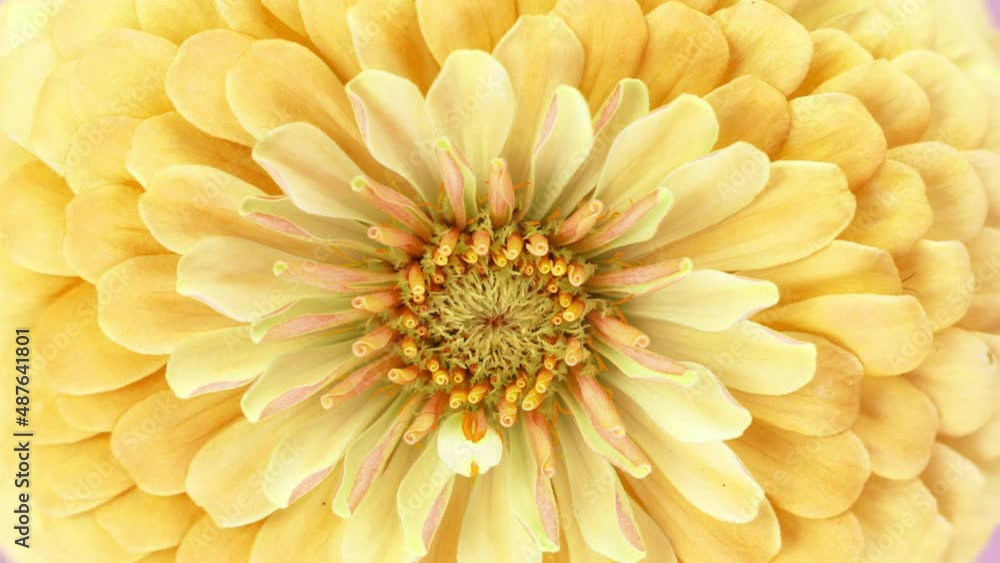 Yellow flower macro blooming time lapse Yellow flower macro blooming time lapse