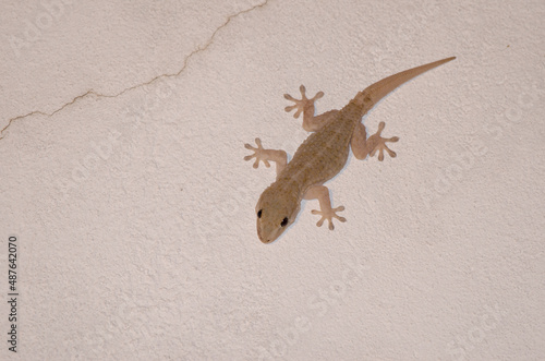 Boettger's wall gecko Tarentola boettgeri on a wall. Las Palmas de Gran Canaria. Gran Canaria. Canary Islands. Spain.