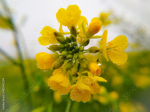 A closeup shot of the Brassica napus flowers on the blurry background photo