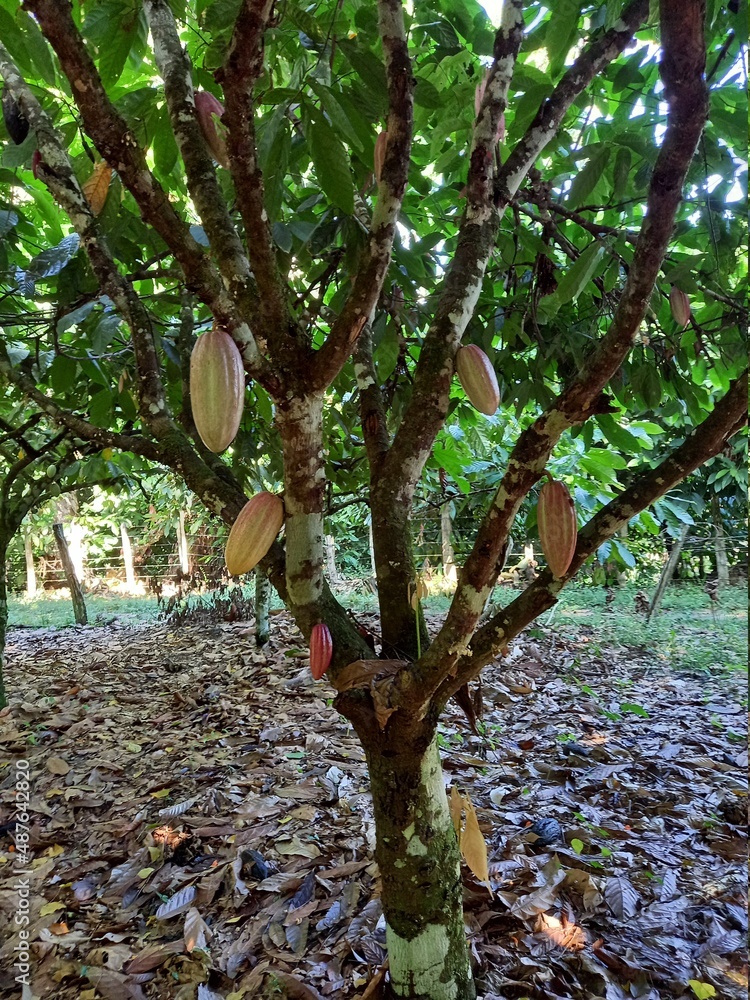 Fototapeta premium tree in autumn