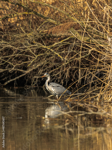gray heron fishing