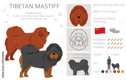 Tibetan mastiff clipart. Different poses, coat colors set