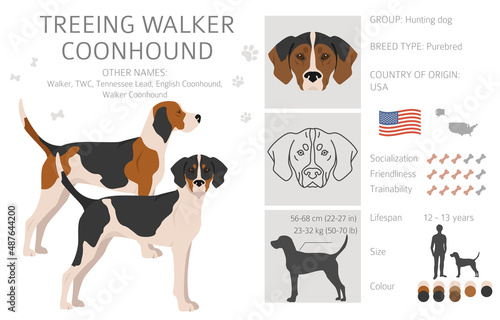Treeing Walker coonhound clipart. Different poses, coat colors set