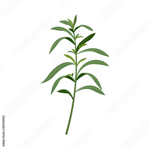 Tarragon sprig isolated on white. Vector color illustration of leafy green seasoning for food.