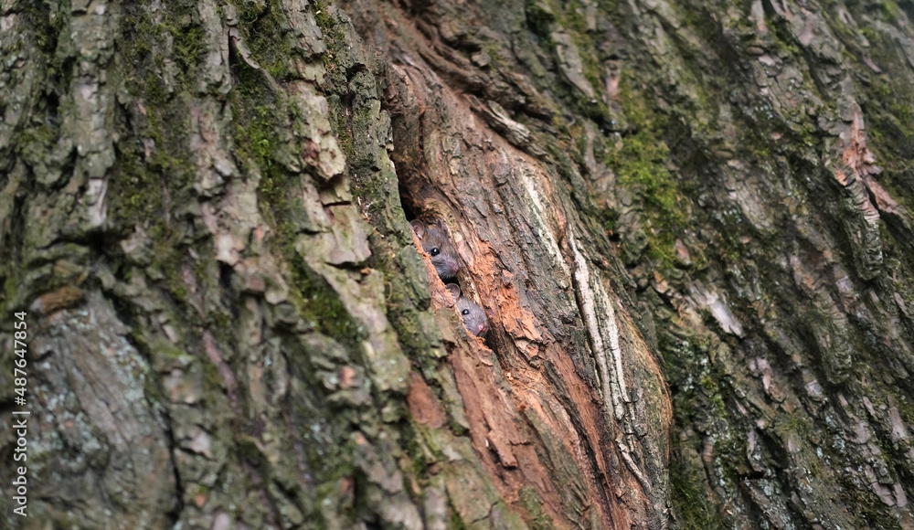 Two small funny mice look out of a hollow tree with a rough bark overgrown with moss Two small funny mice look out of a hollow tree with a rough bark overgrown with moss