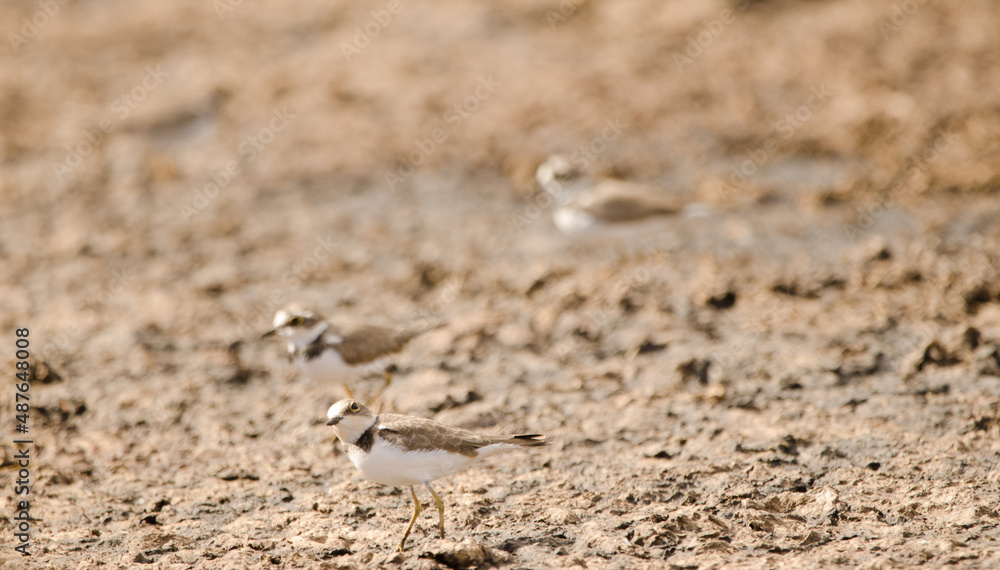 Little ringed plovers Charadrius dubius. Aguimes. Gran Canaria. Canary Islands. Spain. Little ringed plovers Charadrius dubius. Aguimes. Gran Canaria. Canary Islands. Spain.