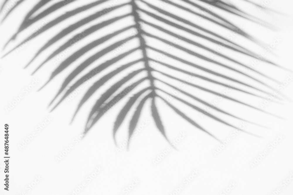 Fototapeta premium Abstract shadow black white palm leaf shadow on a white wall background. Horizontal creative theme poster, greeting cards, headers, website and app