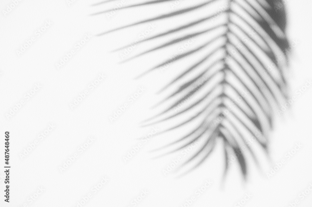 Fototapeta premium Abstract shadow black white palm leaf shadow on a white wall background. Horizontal creative theme poster, greeting cards, headers, website and app