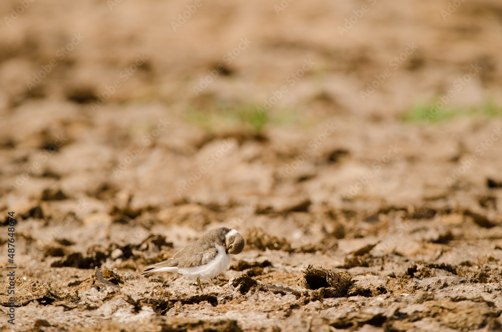 Little ringed plover Charadrius dubius preening. Aguimes. Gran Canaria. Canary Islands. Spain.