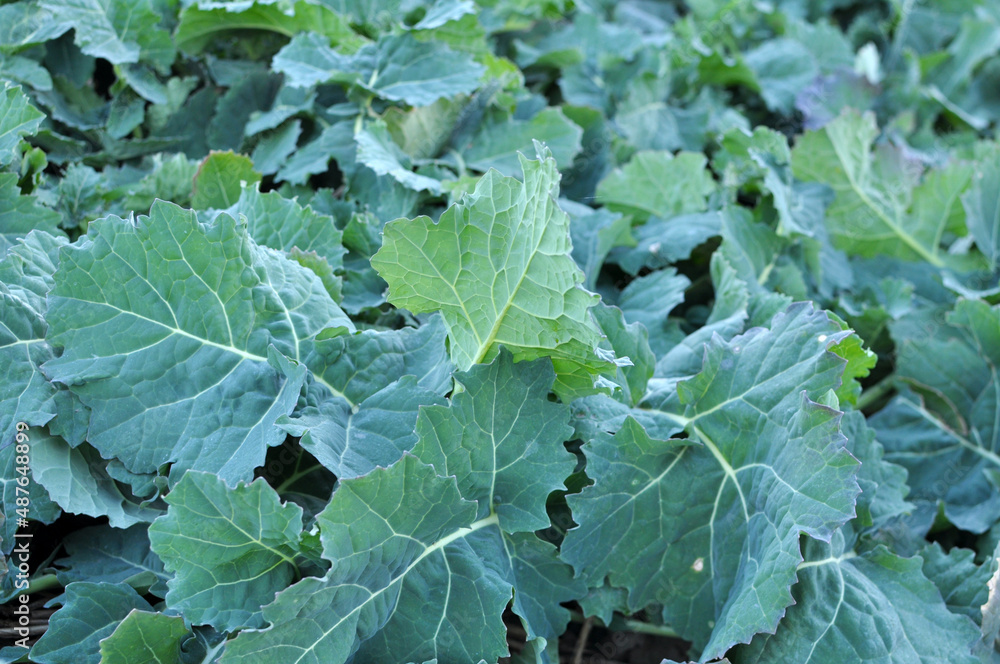 In the autumn field grows winter rape In the autumn field grows winter rape