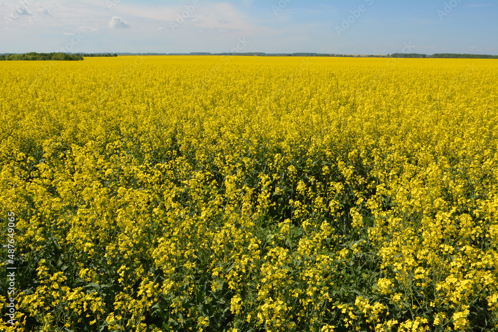 In spring, winter rape blooms in the field In spring, winter rape blooms in the field