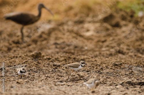 Little ringed plovers Charadrius dubius and glossy ibis in the background. Aguimes. Gran Canaria. Canary Islands. Spain.