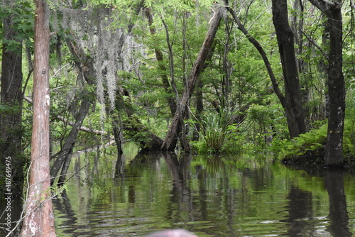 Fototapeta Naklejka Na Ścianę i Meble -  Deep Bayou/Swamp - Louisiana - #1