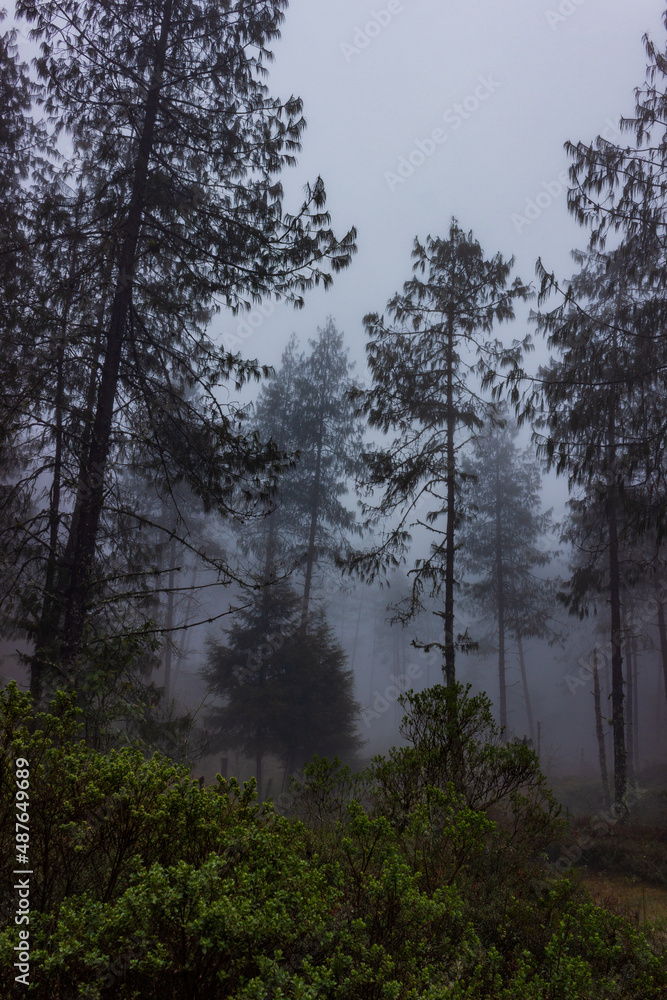 morning in the woods morning in the woods