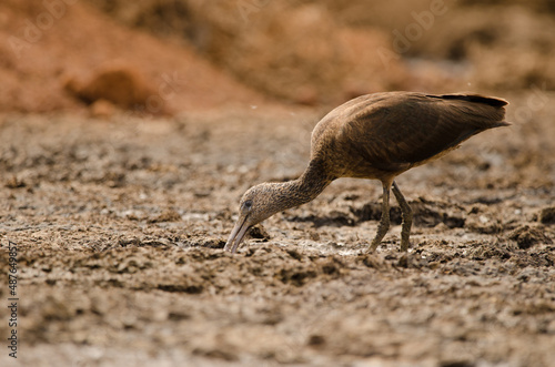 Glossy ibis Plegadis falcinellus searching for food. Aguimes. Gran Canaria. Canary Islands. Spain.