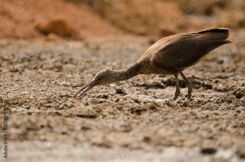 Glossy ibis Plegadis falcinellus searching for food. Aguimes. Gran Canaria. Canary Islands. Spain.