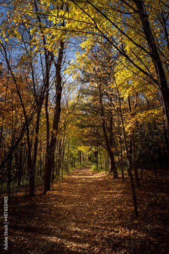 autumn trail through the trees