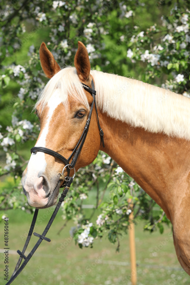 Fototapeta premium Amazing palomino warmblood in spring