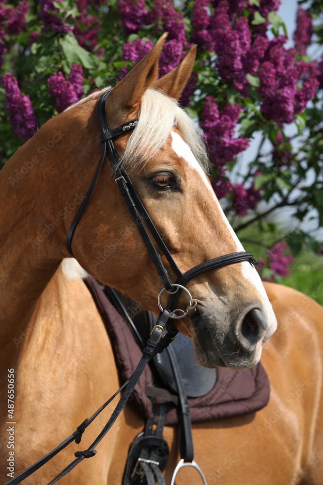 Obraz premium Nice czech warmblood in front of flowering pipe-tree