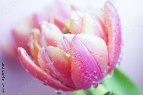 Tulip with macro photography of water droplets.Selective focus