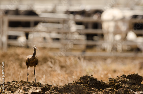 Glossy ibis Plegadis falcinellus standing. Aguimes. Gran Canaria. Canary Islands. Spain. photo