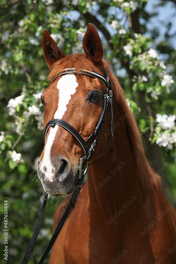 Budyonny horse in front of flowering tree Budyonny horse in front of flowering tree