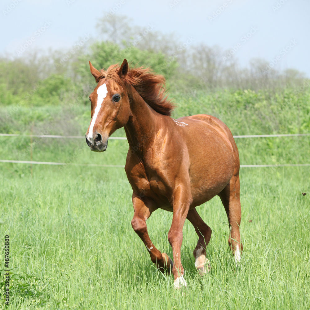Budyonny horse running in spring Budyonny horse running in spring