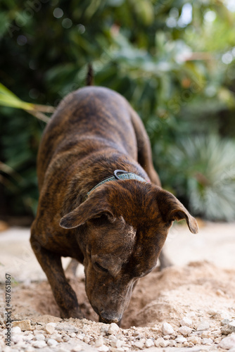 Dog is digging hole in a garden.