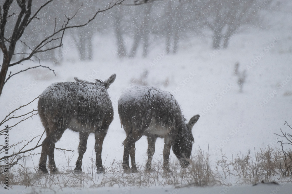 Fototapeta premium Miniature donkeys in snow of winter blizzard in Texas field on farm.
