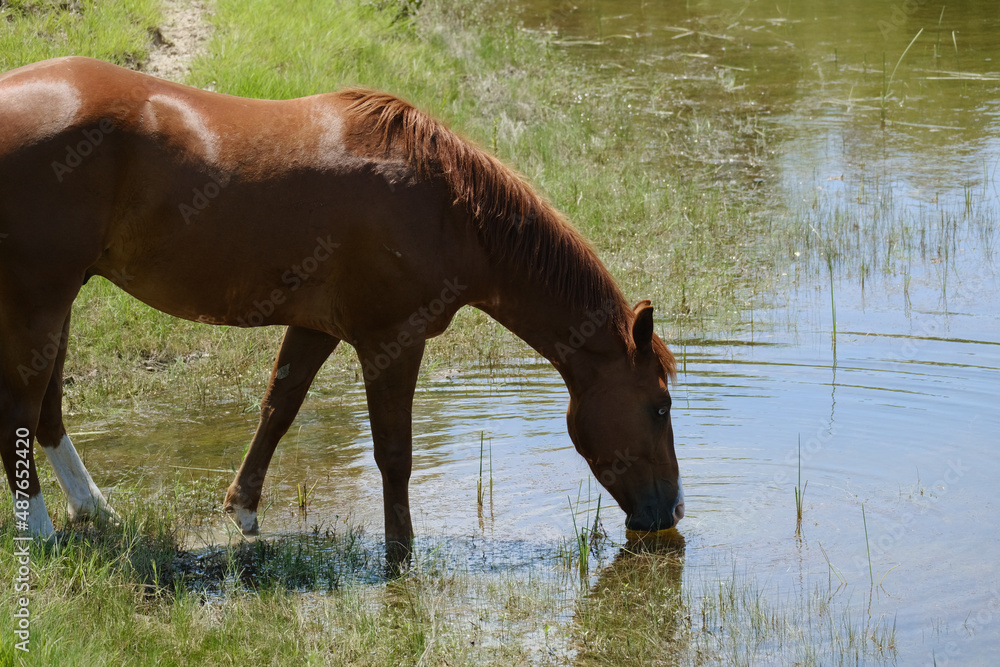 Horse drinking from pond water during summer on ranch in landscape. Horse drinking from pond water during summer on ranch in landscape.