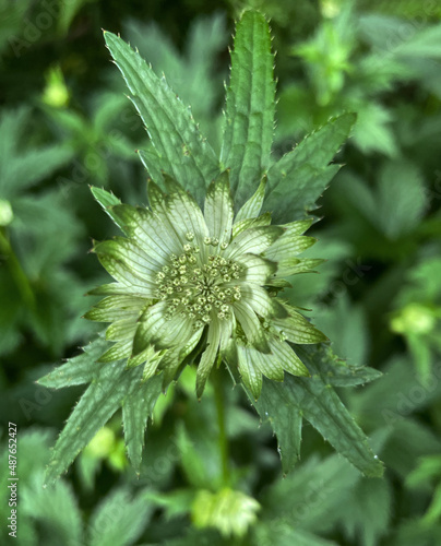 Sterndolde  Astrantia 