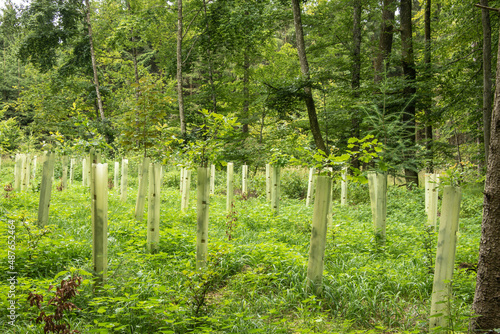 Slika na platnu rows of tree seedlings protected with plastic tubes