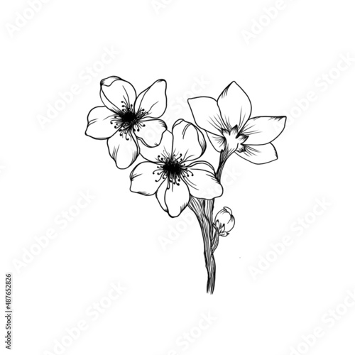 Blossoming branch of apricot detailed design sketch on white background. idea for plant tattoo. sketch bloom wedding invitation design
