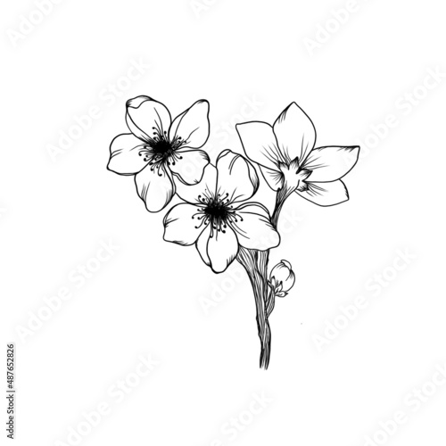 Blossoming branch of apricot detailed design sketch on white background. idea...