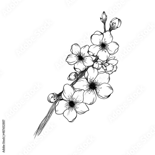 Blossoming branch of apricot detailed design sketch on white background. idea...