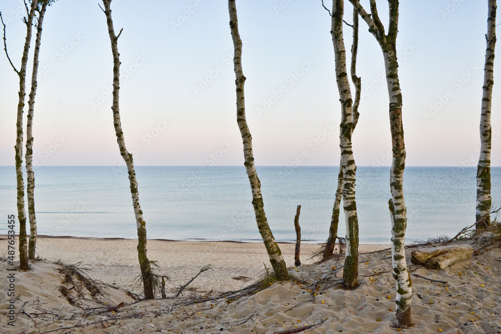 Sea, birches, dawn.