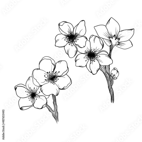 beautiful set of flowering apricot branches detailed design sketch on white b...