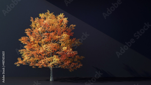 autumn orange tree on black background with copy space