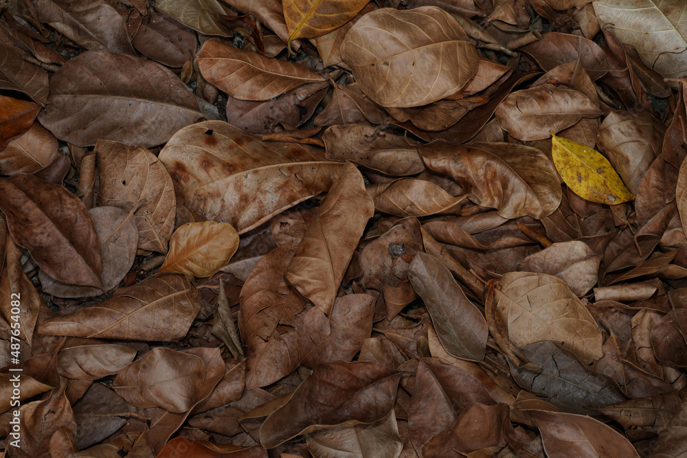 Close up dry leaves background in the summer season. Close up dry leaves background in the summer season.