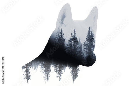 Double exposure with a dog and forest. Wolf portrait. Minimal style.