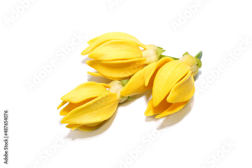 Close up Clinbing llang-llang flower on white background.