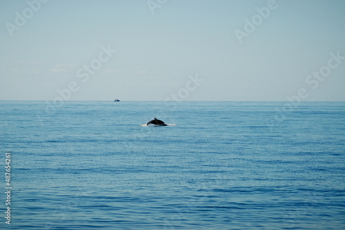 Dolphin in the sea
