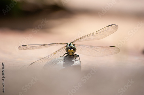The dragonfly dries its wings on the stone