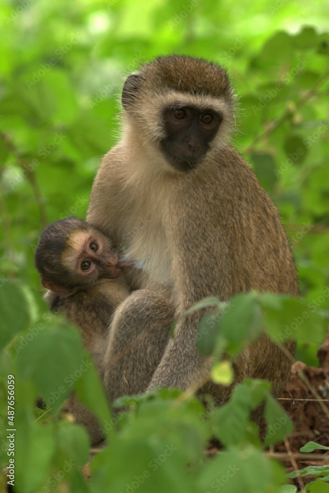 Fototapeta premium Vervet monkey in the forest