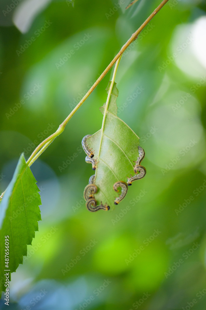 Caterpillars eating leaves on a tree Caterpillars eating leaves on a tree