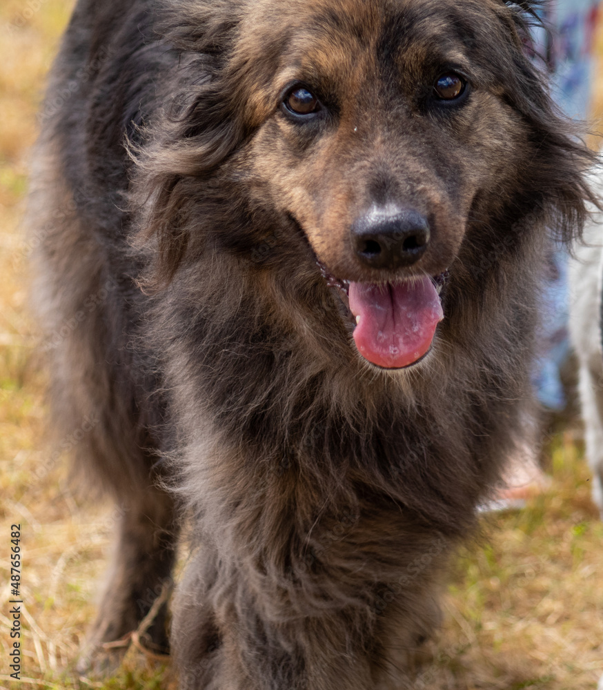 shepherd dog shepherd dog