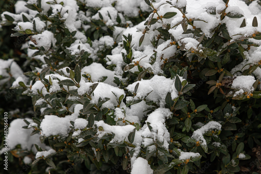 plant with green leaves under the snow on a background of snow. background plant with green leaves under the snow on a background of snow. background